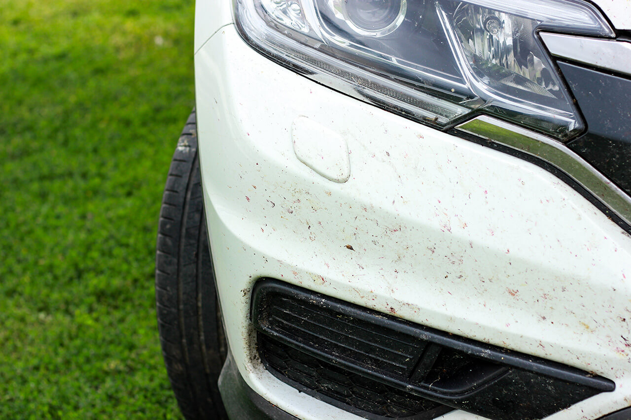 restos de mosquitos en el coche. limpieza fadein